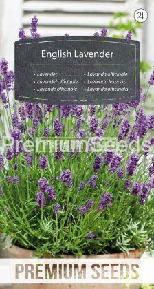 Lavendel officinale - Samen