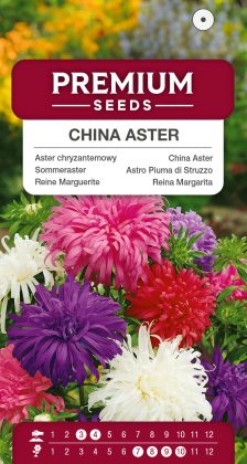 Sommeraster – Straußenfeder – Mischung – Samen