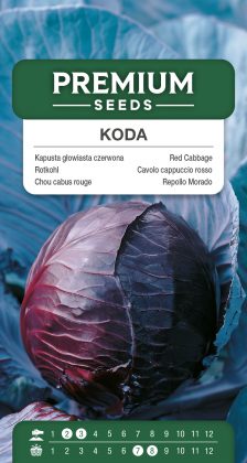 Red Cabbage Koda – seeds