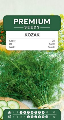 Aneth Kozak – semences