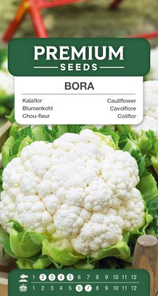 Cauliflower Bora – seeds