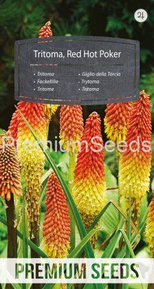 Tritoma, Kniphofia Uvaria - semillas