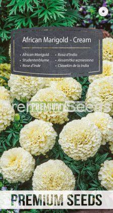 Aufrechte Studentenblume - Creme - Samen
