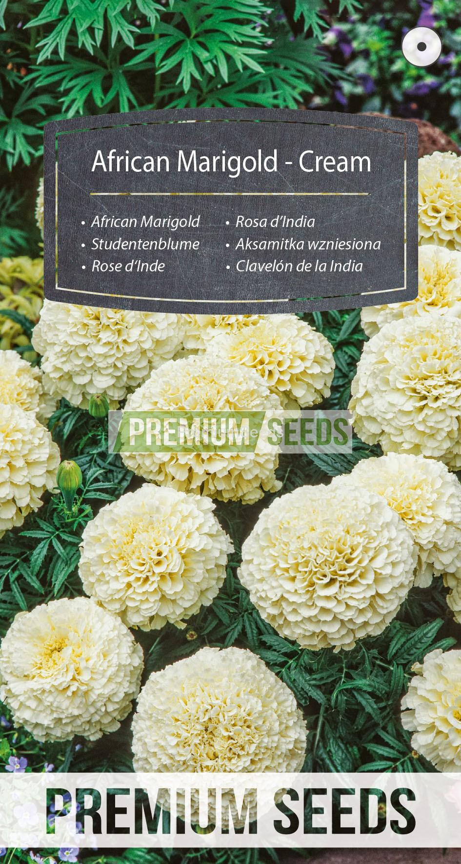 WORLD 14006529PA_RGB_VS Aufrechte Studentenblume - Creme - Samen