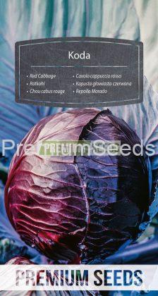 Rotkohl Koda - Samen