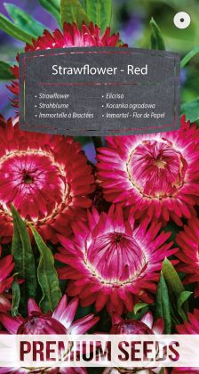 Inmortal - Flor de Papel - Roja - semillas