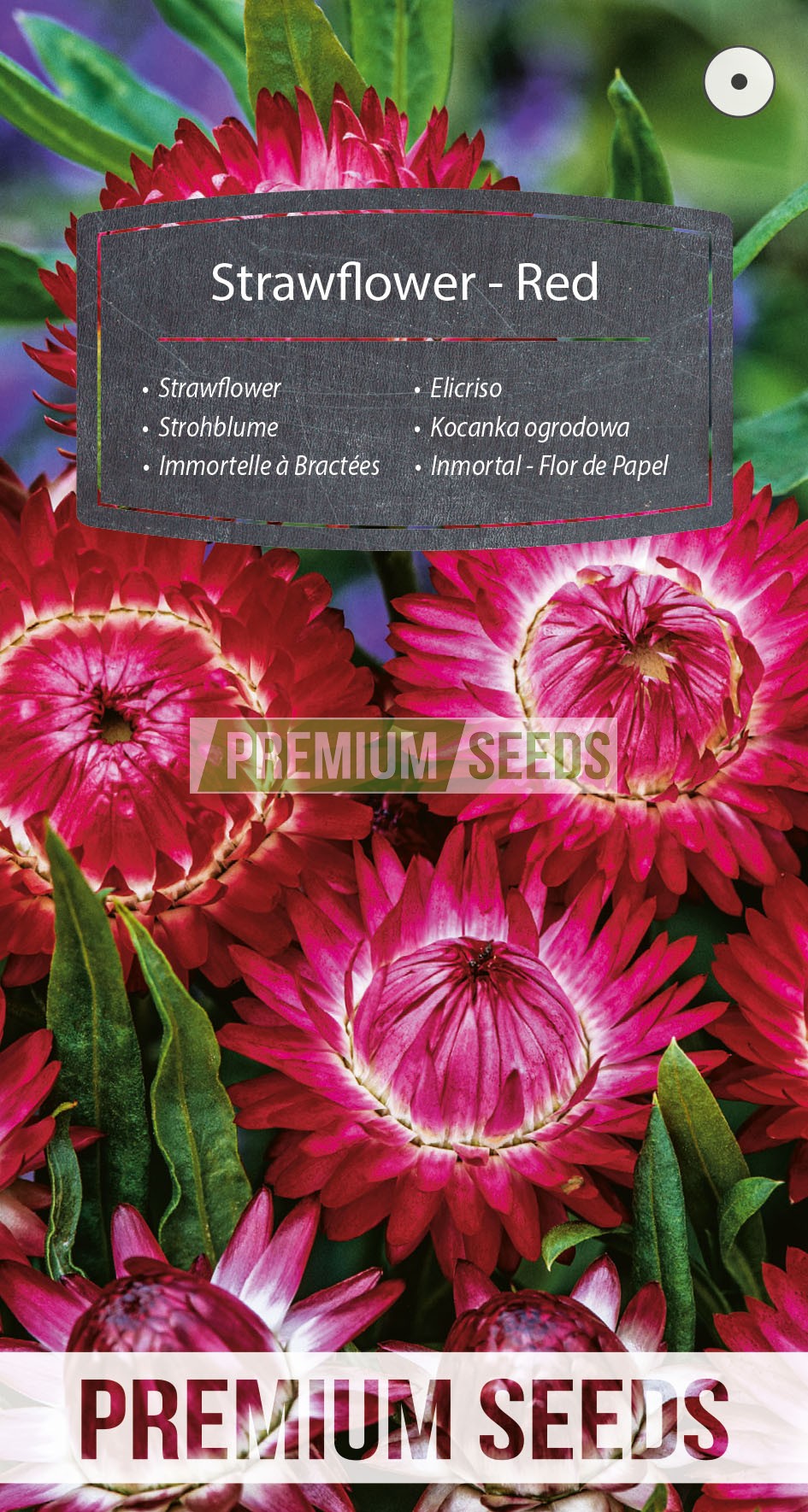 Inmortal - Flor de Papel - Roja - productor de semillas - PremiumSeeds