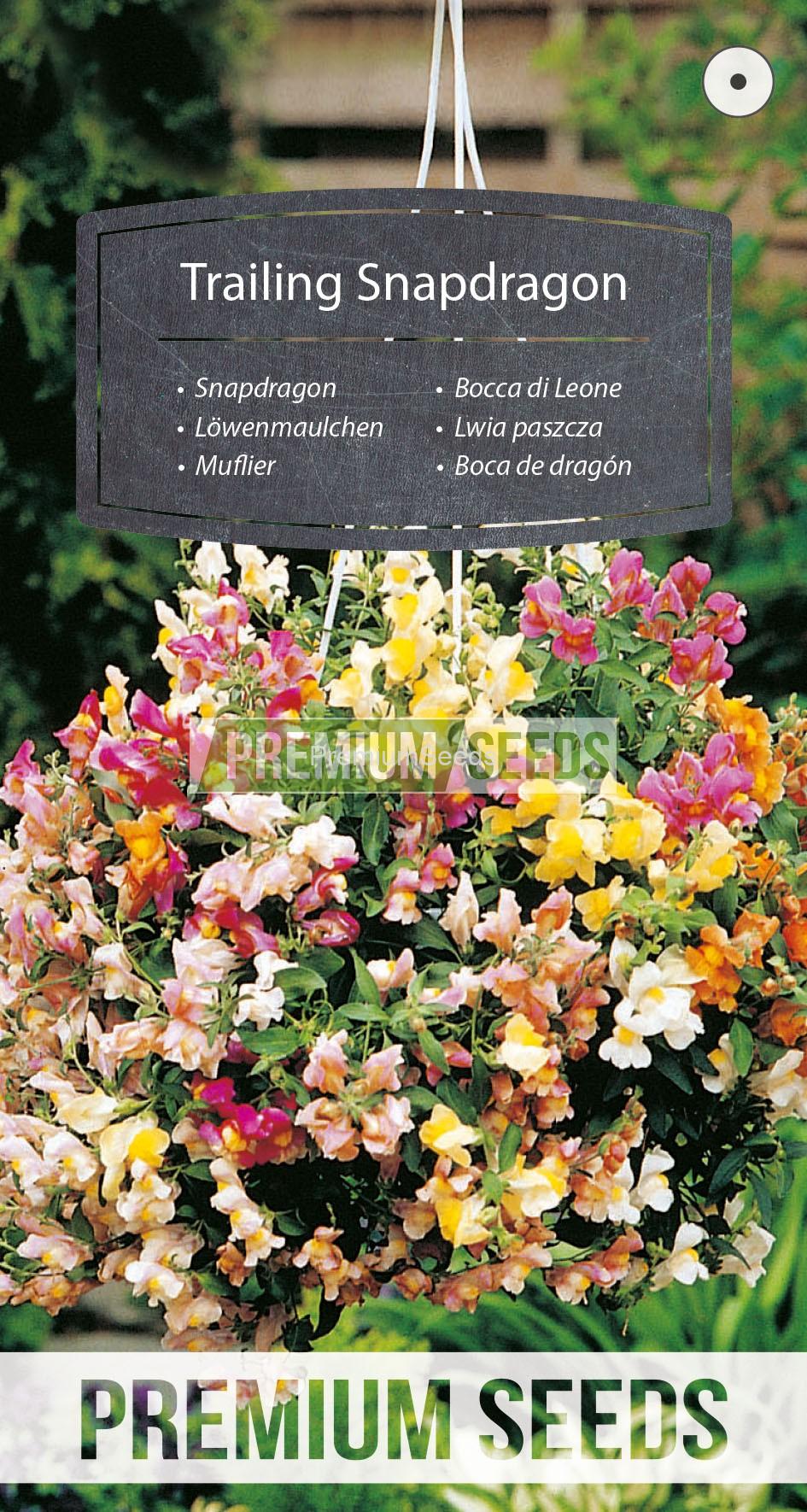 WORLD 14015438PA_RGB_VS Muflier retombant - semences