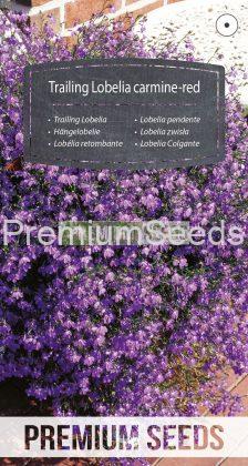 Lobelia pendente rosso carminio - semi