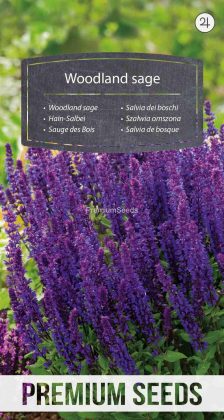 Salvia de bosque - semillas