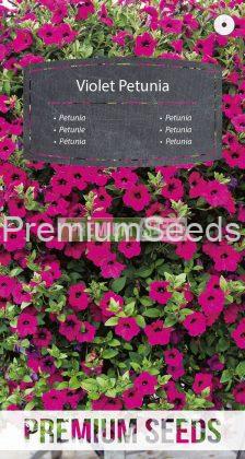 Petunia violeta - semillas