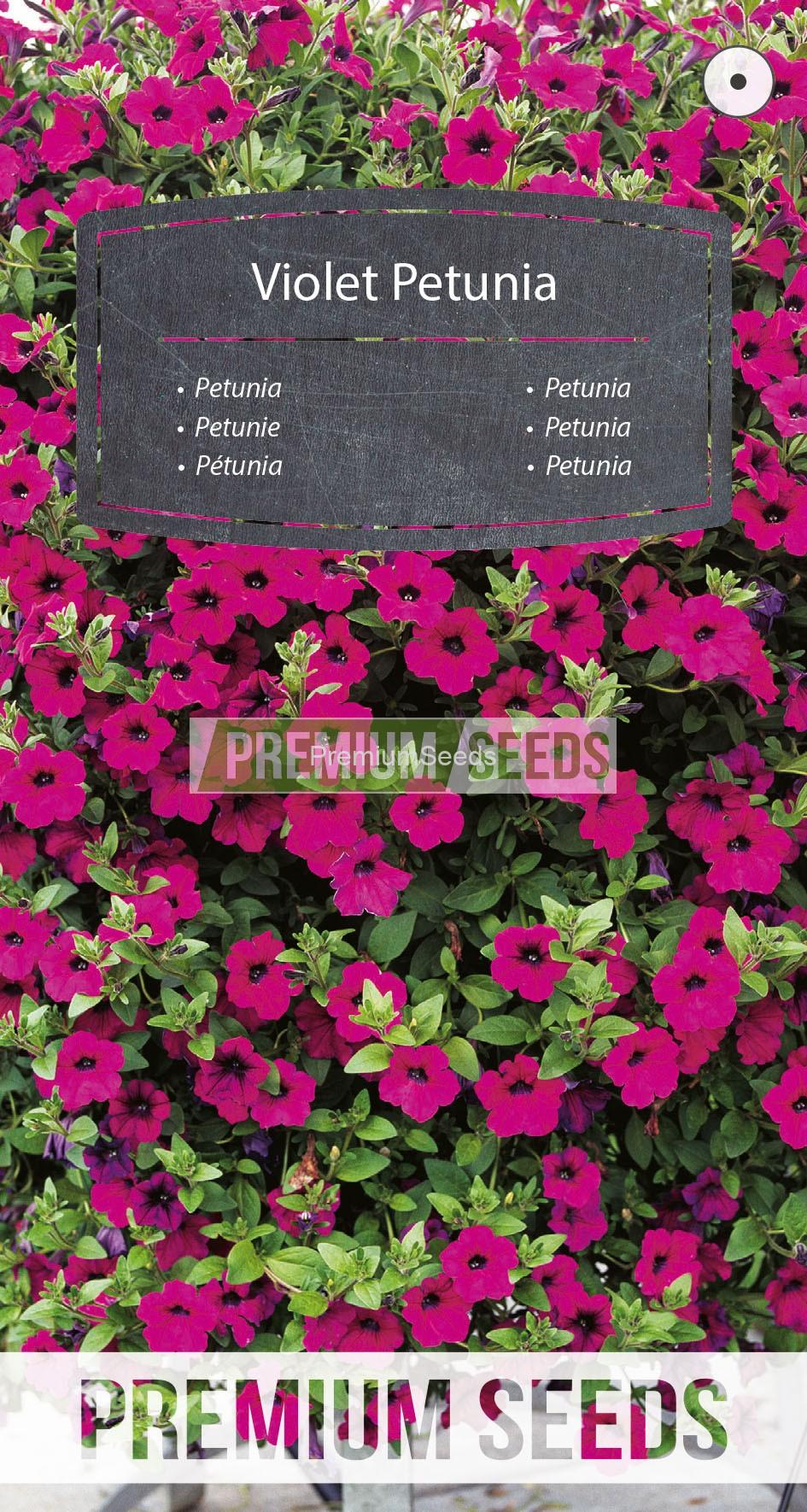 WORLD 14187677PA_RGB_VS Petunia violeta - semillas