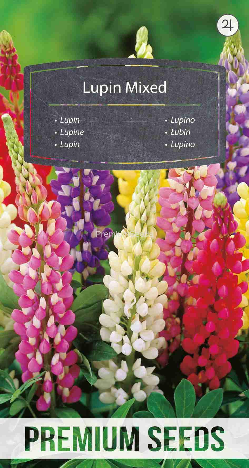WORLD 14265451PA_VS Lupine Russell Mischung - Samen