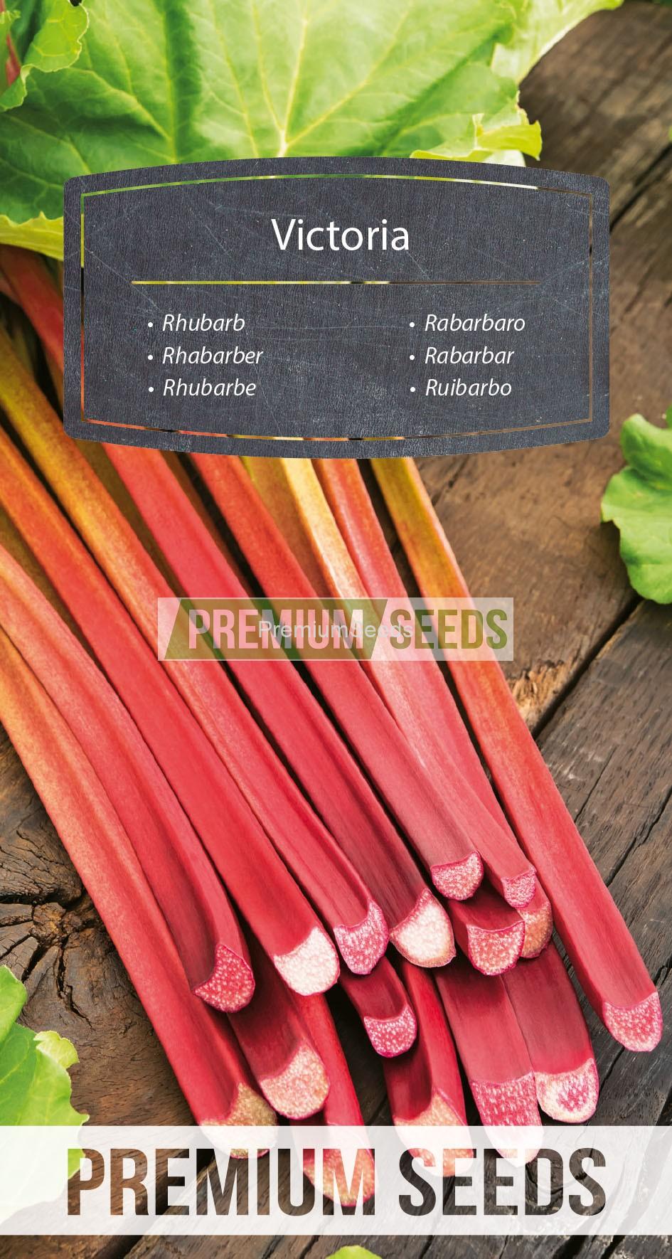 WORLD 14317774PA_RGB_VS Rhubarbe Victoria - semences
