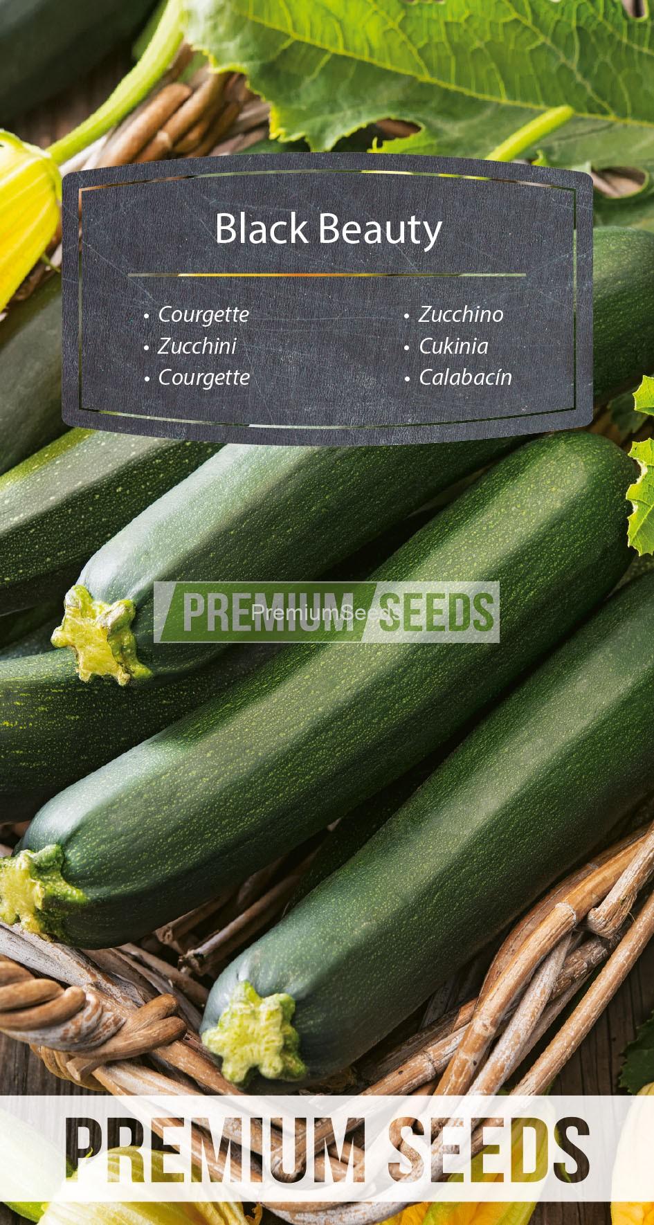 WORLD 14327586PA_RGB_VS Calabacín Black Beauty - semillas