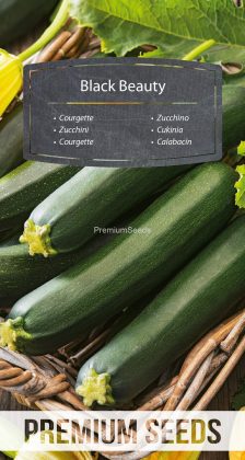 Courgette Black Beauty - semences