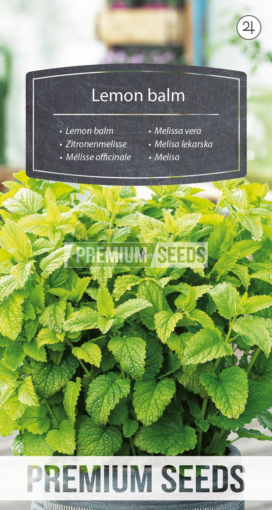 WORLD 14332881PA_RGB_VS Melissa vera - semi