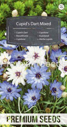 Catananche - hierba cupido - semillas