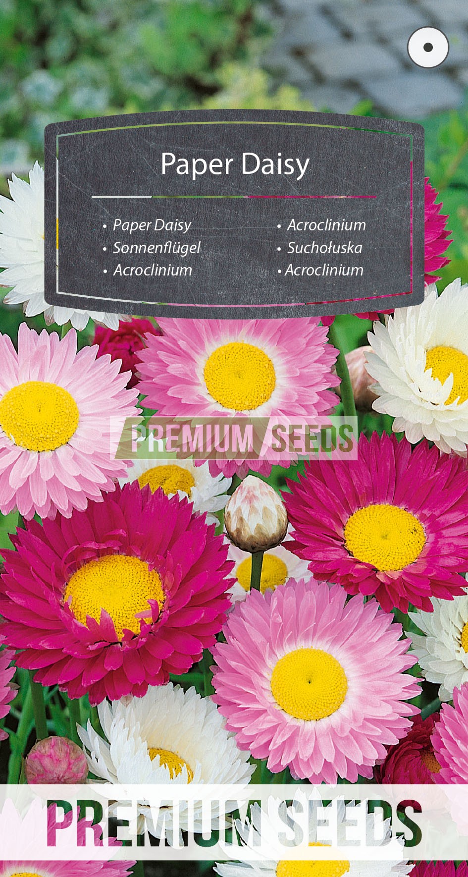 Acroclinium - productor de semillas - PremiumSeeds