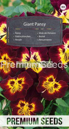 Viola del Pensiero Gigante - semi