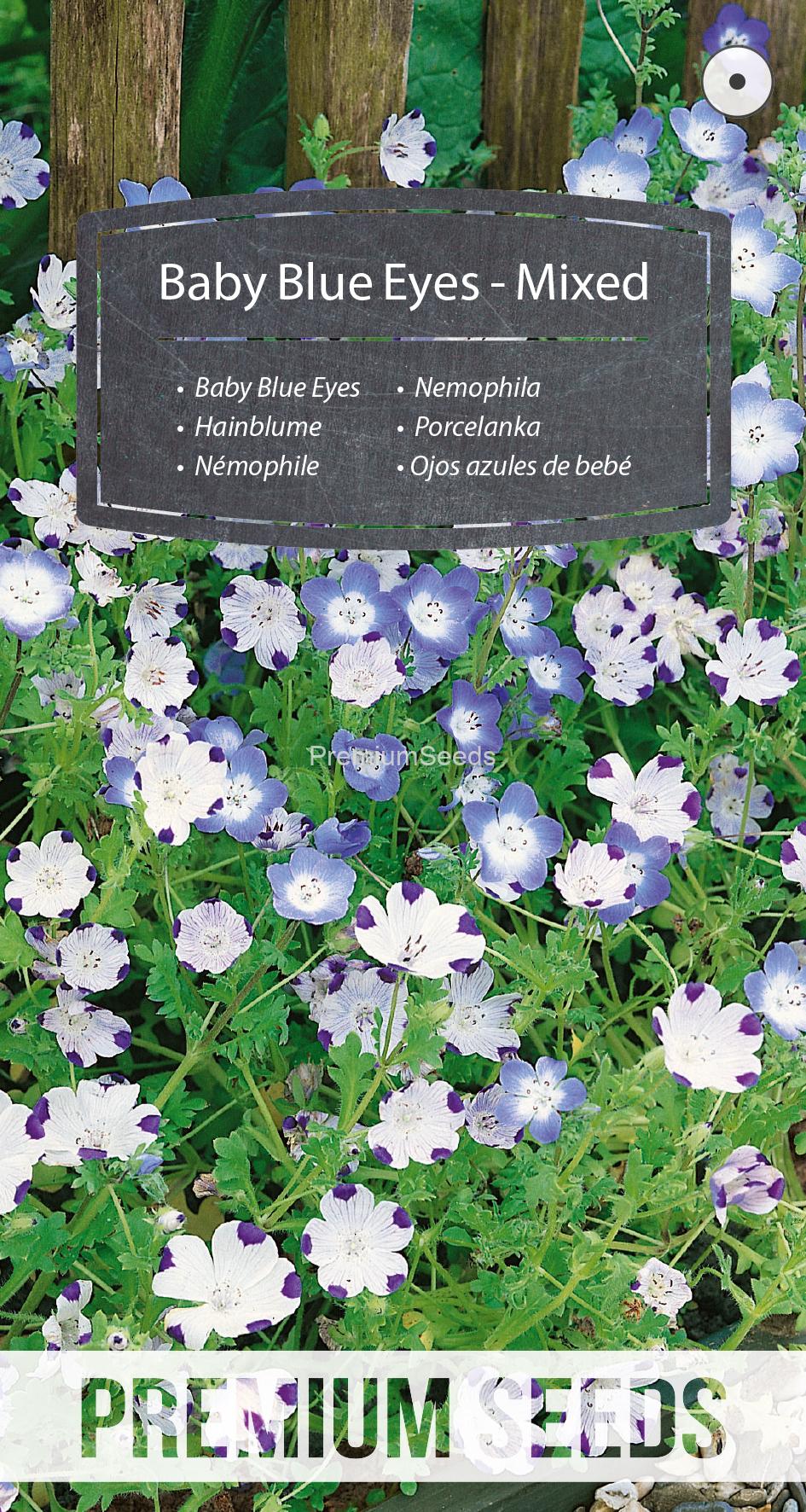 WORLD N 150 7037.indd Nemophila - Miscuglio - semi