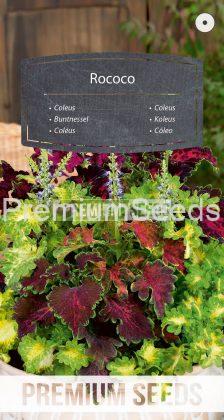 Cóleo Rococo - semillas