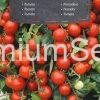 Tomate MASKOT - (,Maskotka') - semences