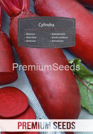 Rote Rübe Cylindra - Samen