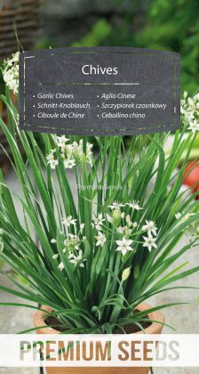 Schnitt-Knoblauch – Samen