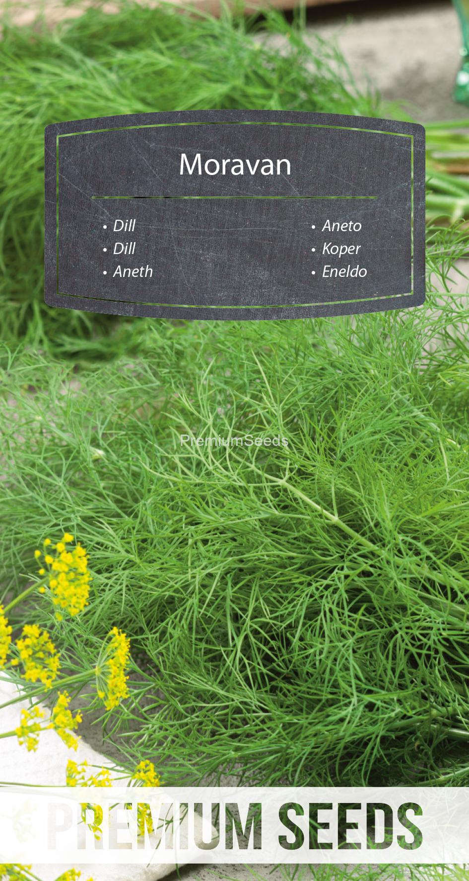 WORLD N 170 8403.indd Dill Moravan – Samen