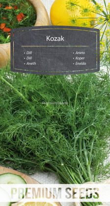 Dill Kozak – Samen