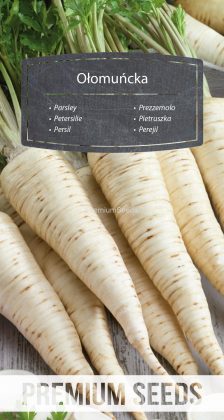 Perejil Ołomuńcka – semillas