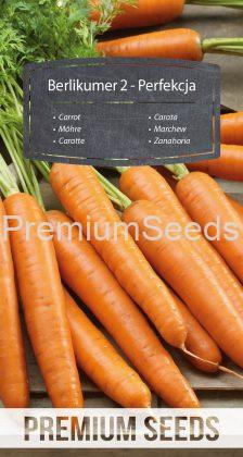 Carotte Berlikumer 2 - Perfection - semences