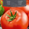 Tomate Adam F1 - semence