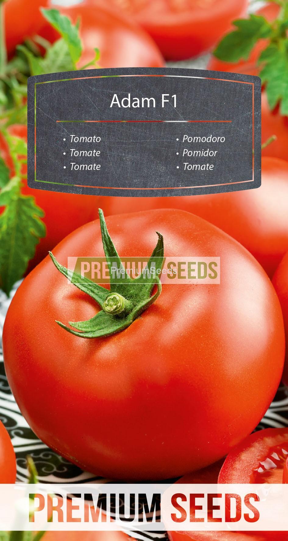 WORLD N 171 2710_RGB_VS Tomate Adam F1 - semence