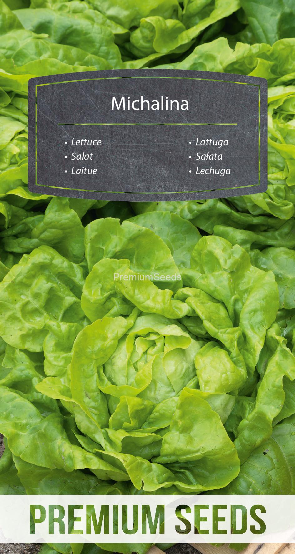 WORLD N 171 4310.indd Salat Michalina - Samen