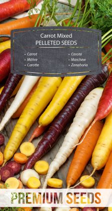 Zanahoria - Mezcla de variedades coloridas - SEMILLAS RECUBIERTAS