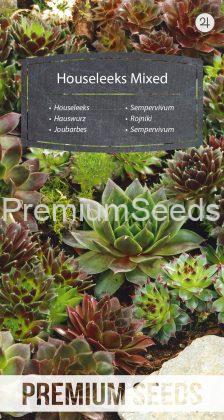 Sempervivum - variada - semillas