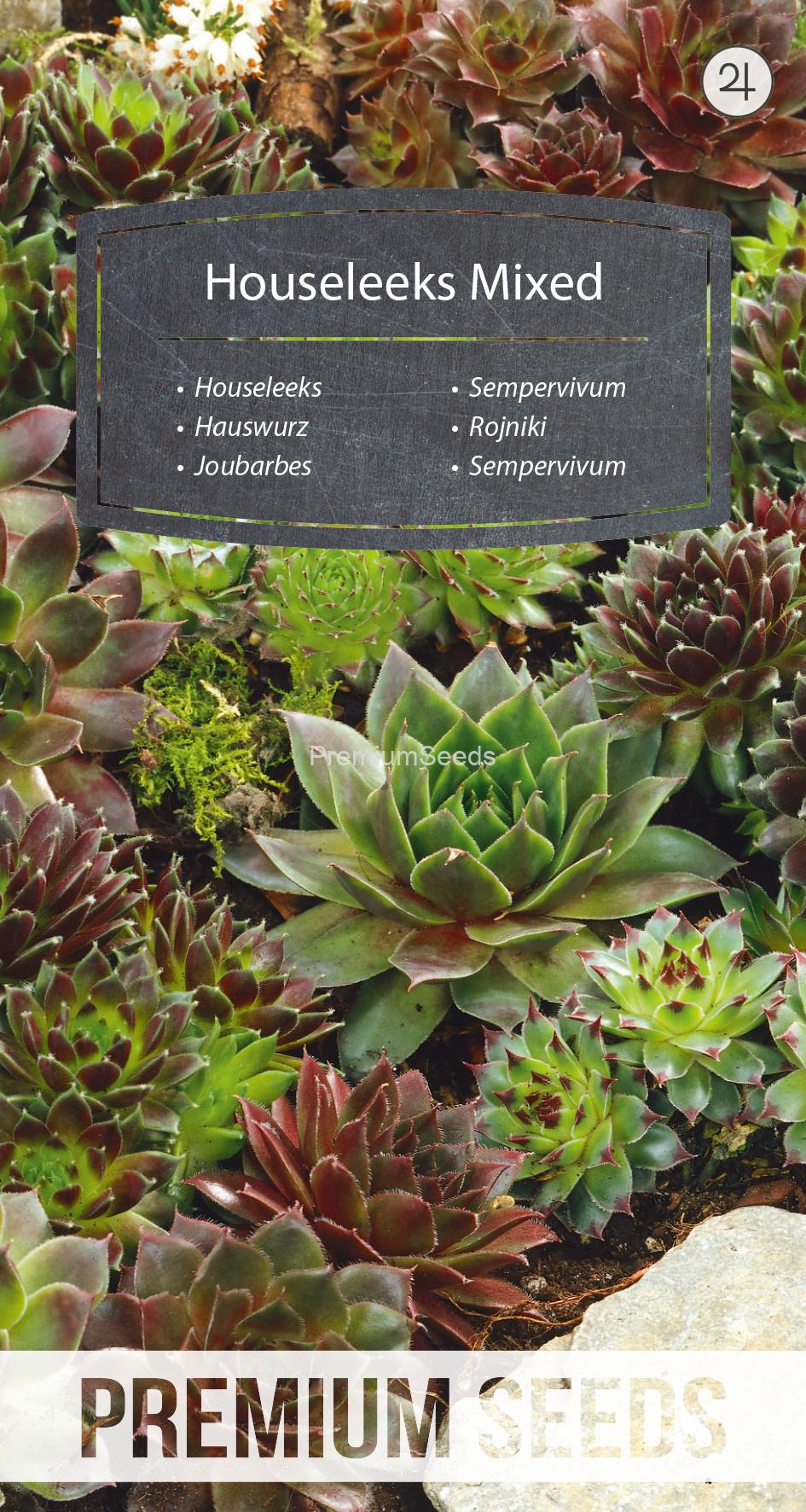 WORLD N 180 0509.indd Sempervivum - variada - semillas