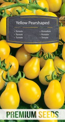 Pomodoro Yellow Pearshaped - semi