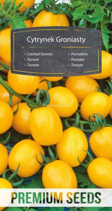 Tomate CITRUS GRAPE ("Cytrynek Groniasty") - Samen
