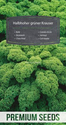 Cavolo riccio Halbhoher grüner krauser - semi