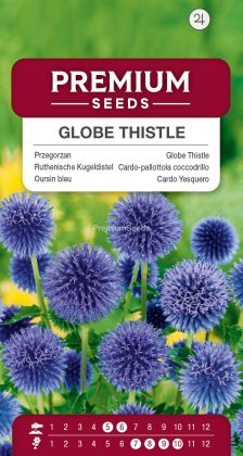Globe Thistle – seeds