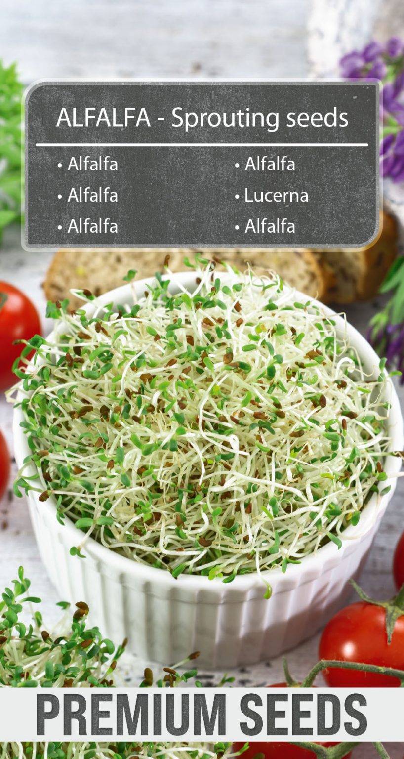 ALFALFA Sprouting seeds PremiumSeeds producer of seeds
