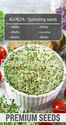 Alfalfa - Semi per germogli