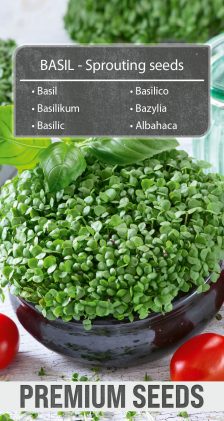 BASIL - Sprouting seeds