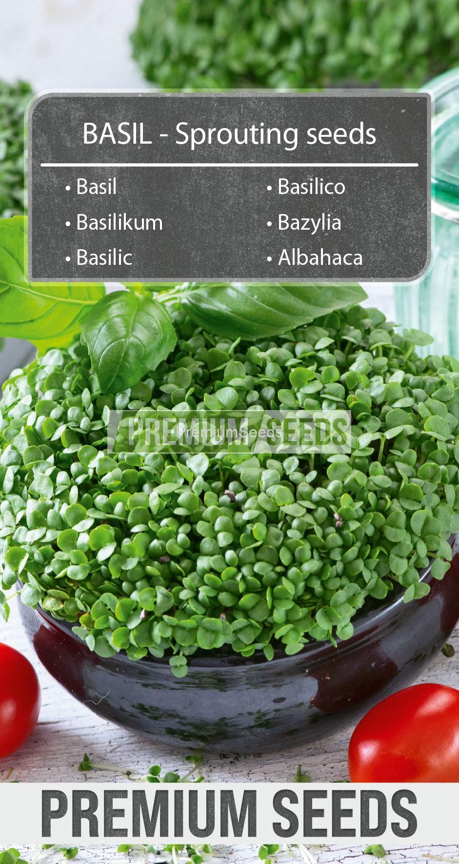 Basil-SKW-2-22-139996_front Bazylia - nasiona na kiełki