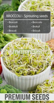 Brokkoli - Keimsprossen