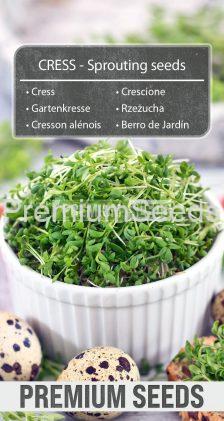 Gartenkresse - Keimsprossen