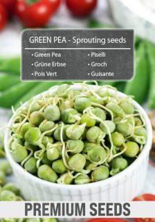 GREEN PEA - Sprouting seeds